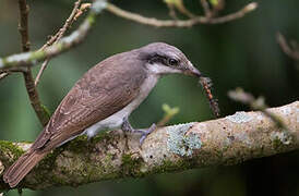 Large Woodshrike