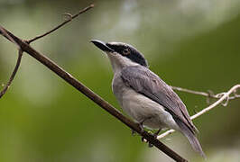 Large Woodshrike