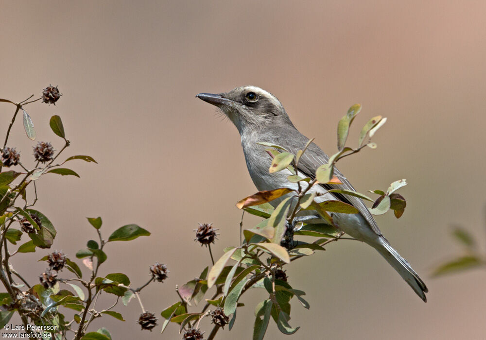 Common Woodshrike