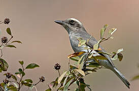 Common Woodshrike