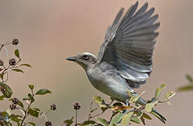 Common Woodshrike