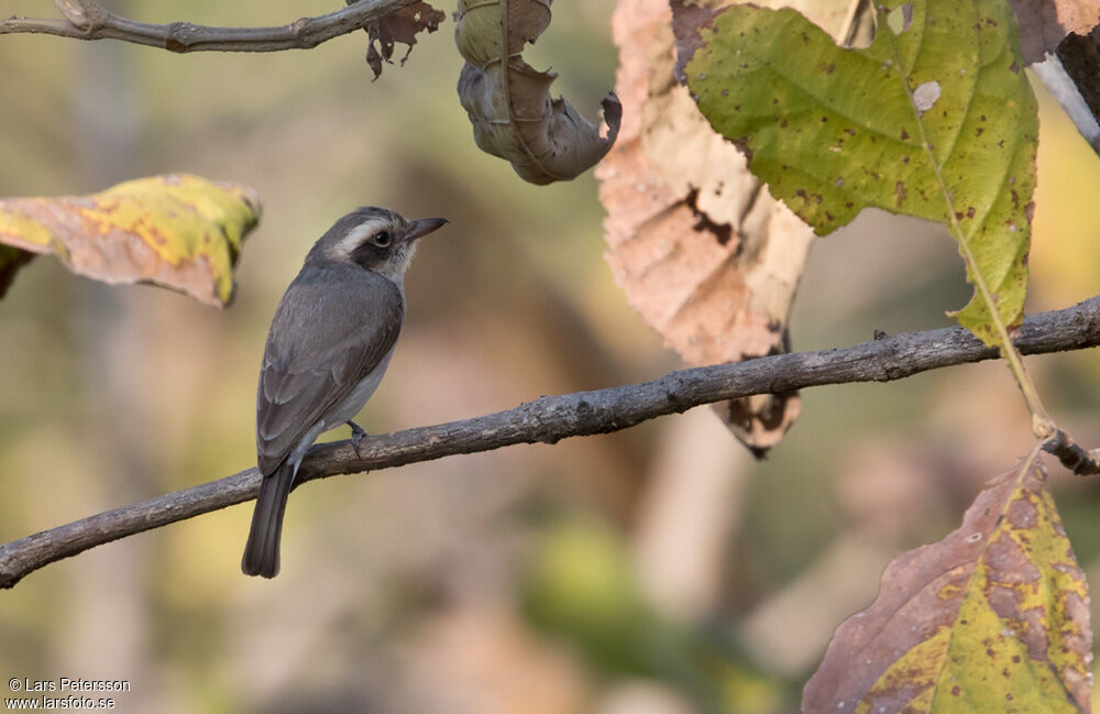 Common Woodshrike