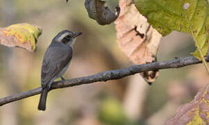 Common Woodshrike