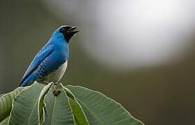 Swallow Tanager