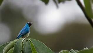 Swallow Tanager