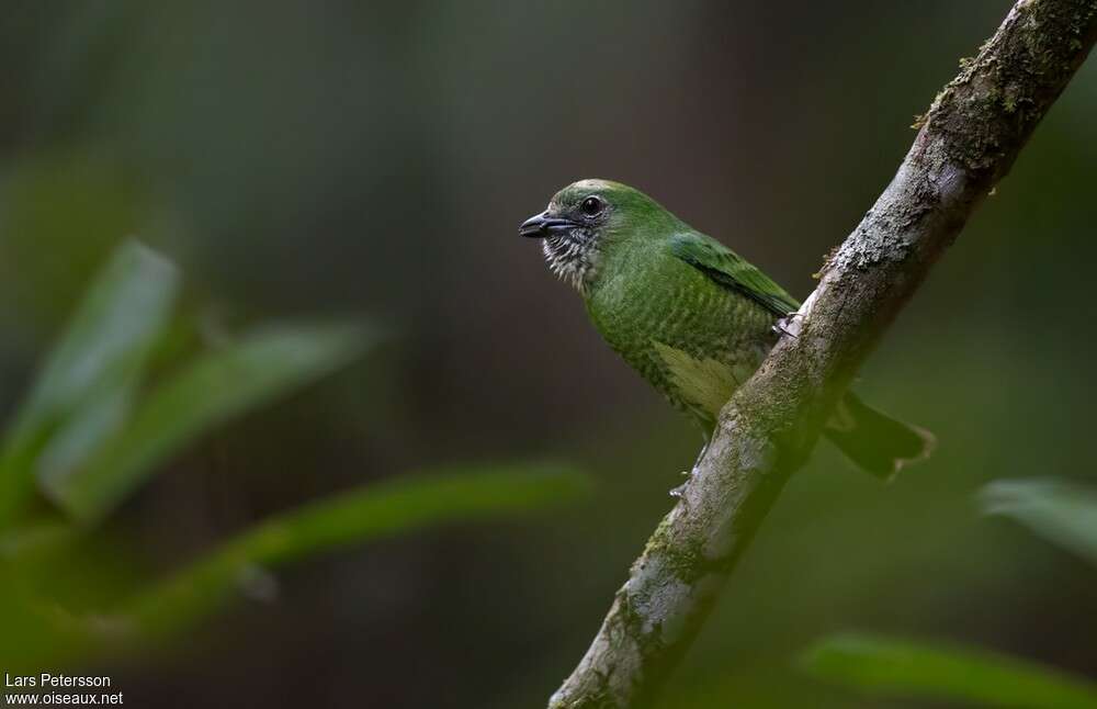 Swallow Tanager female adult, identification