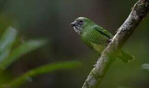 Swallow Tanager