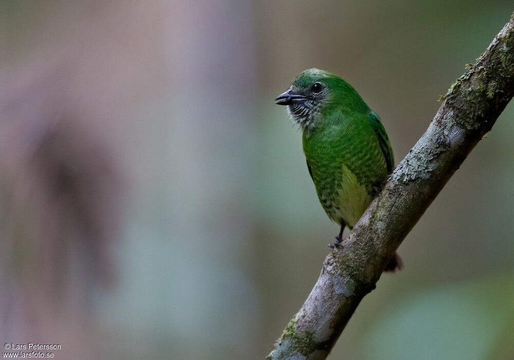 Swallow Tanager