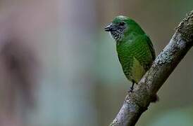 Swallow Tanager