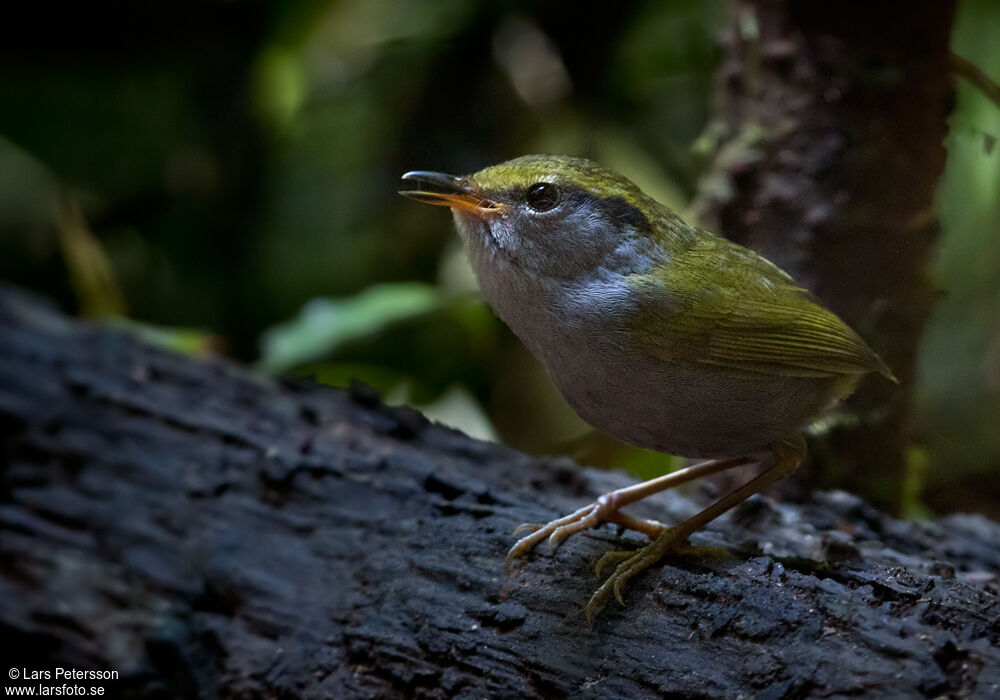 Grey-bellied Tesia