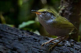 Grey-bellied Tesia