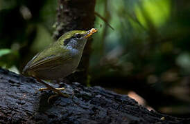 Grey-bellied Tesia