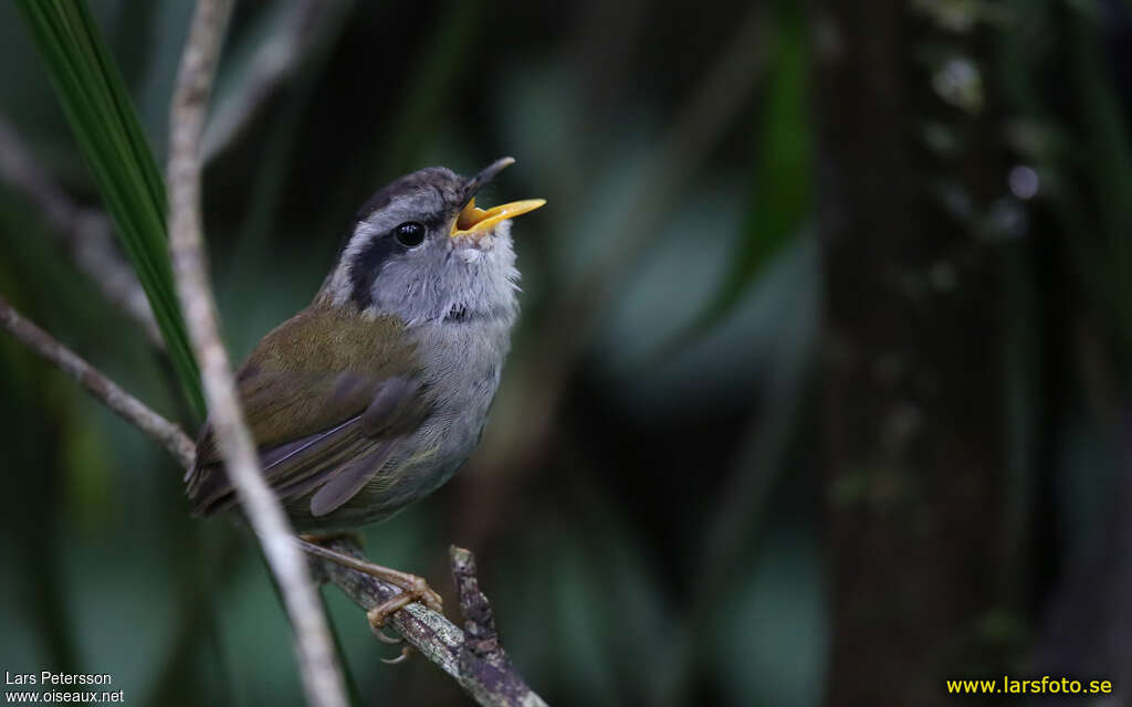 Javan Tesia