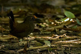 Rufous-fronted Antthrush