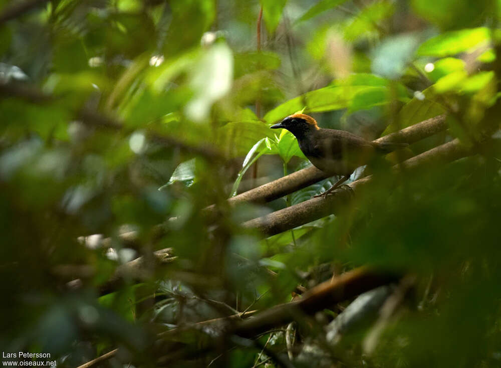 Rufous-capped Antthrush male, habitat