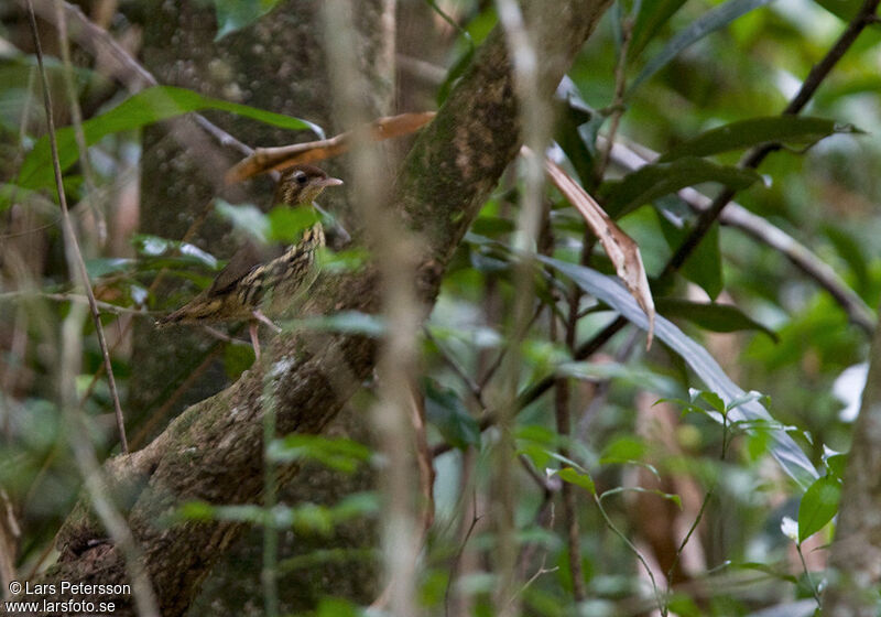 Short-tailed Antthrush