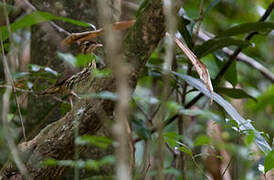 Short-tailed Antthrush