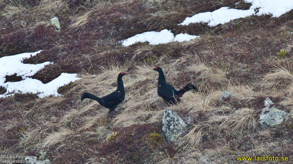 Tétras du Caucase