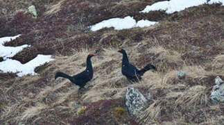 Caucasian Grouse