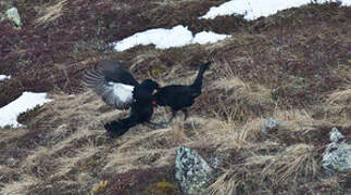 Caucasian Grouse