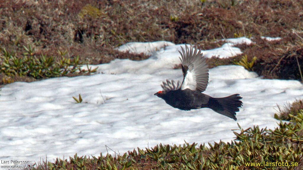 Caucasian Grouse male adult, pigmentation, Flight