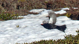 Caucasian Grouse