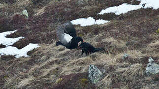 Caucasian Grouse