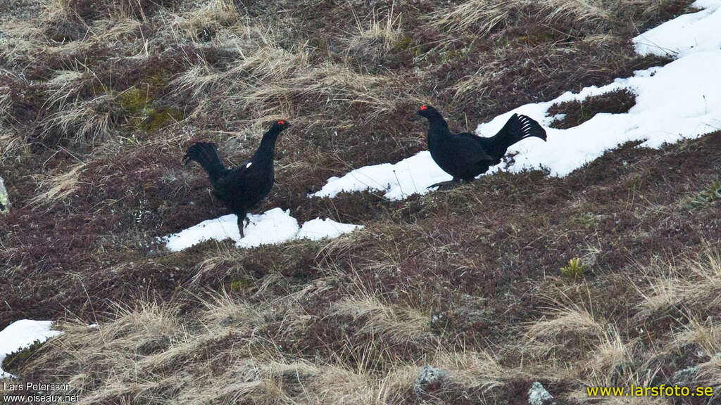 Caucasian Grouse male adult, habitat, pigmentation, courting display, Behaviour