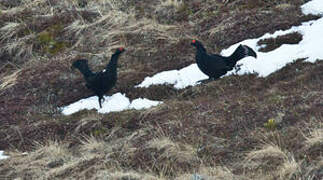 Caucasian Grouse