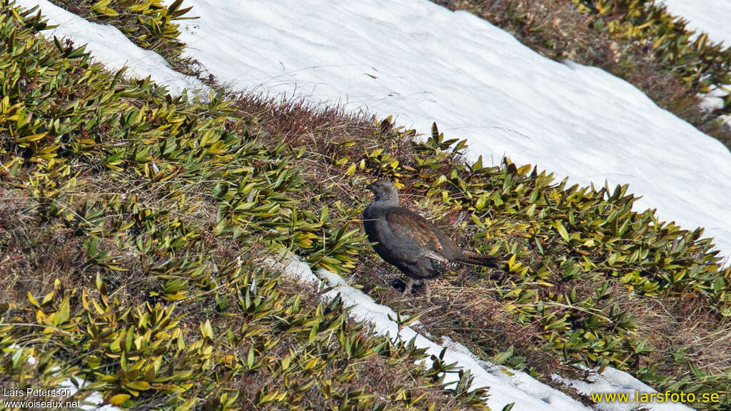 Tétras du Caucase femelle adulte, identification