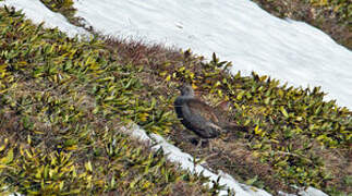 Caucasian Grouse