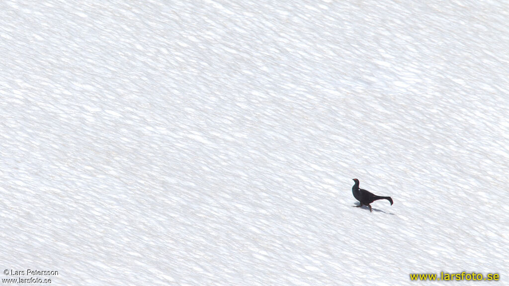 Caucasian Grouse