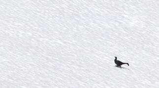 Caucasian Grouse