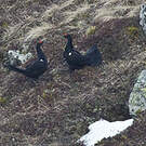 Tétras du Caucase