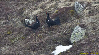 Caucasian Grouse