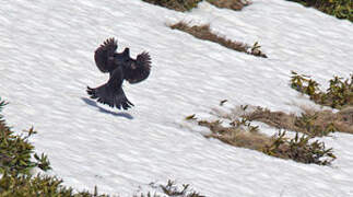 Caucasian Grouse