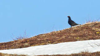 Caucasian Grouse