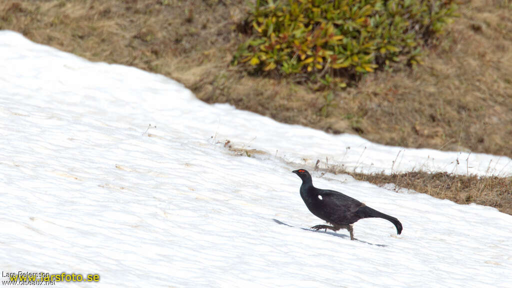 Caucasian Grouse male adult, identification