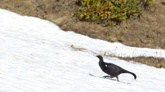 Caucasian Grouse