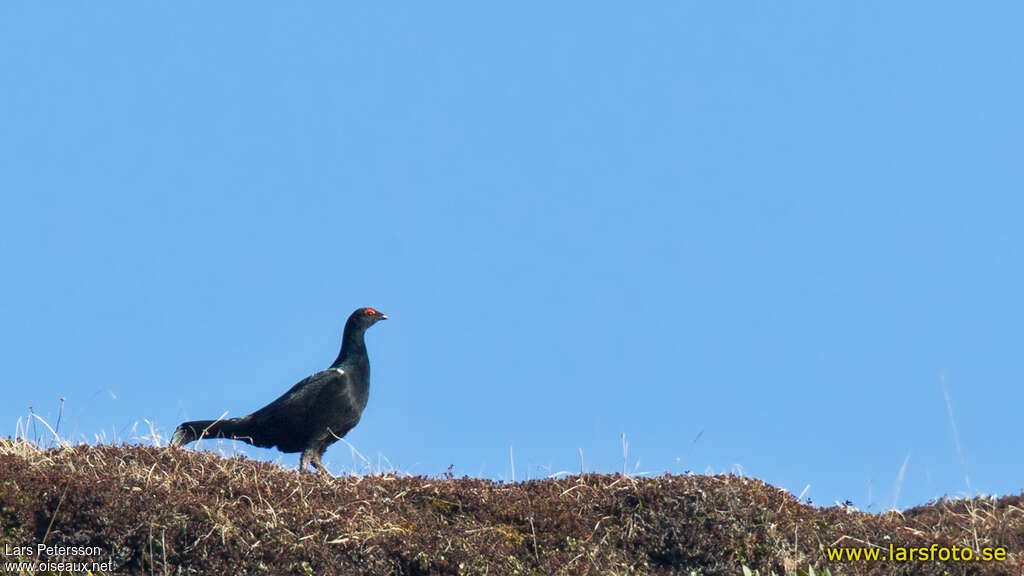 Caucasian Grouse male adult, identification