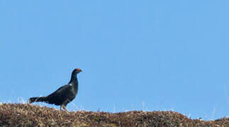 Caucasian Grouse