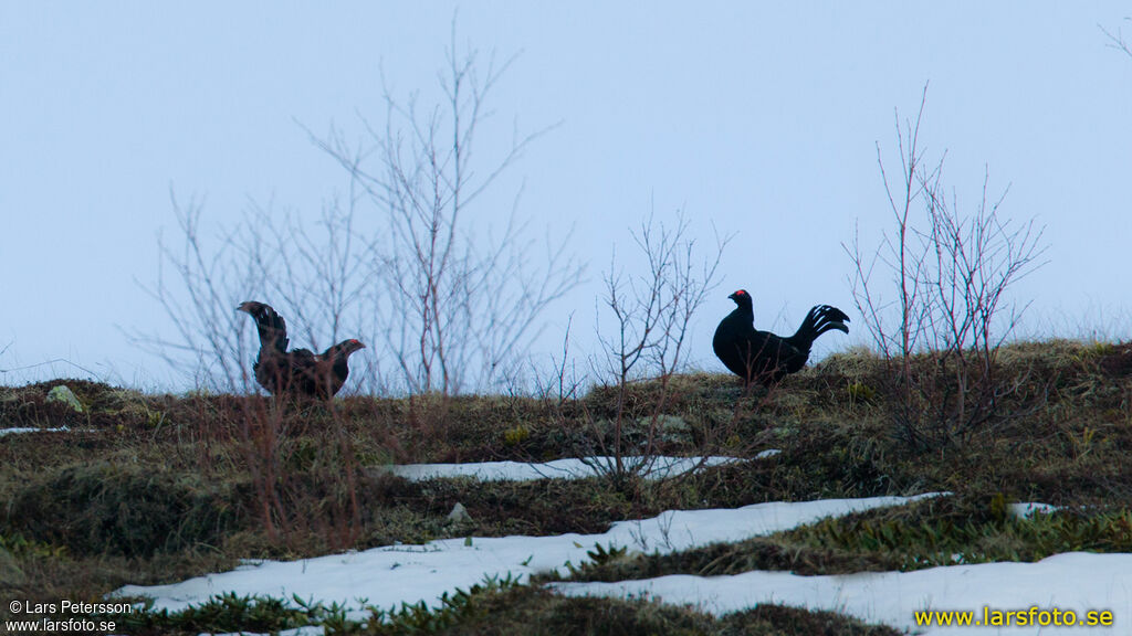 Caucasian Grouse