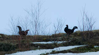 Caucasian Grouse