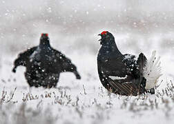 Black Grouse