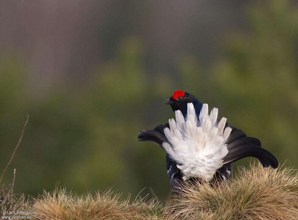 Black Grouse