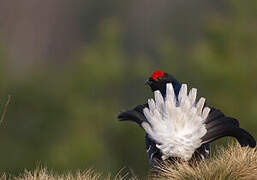 Black Grouse