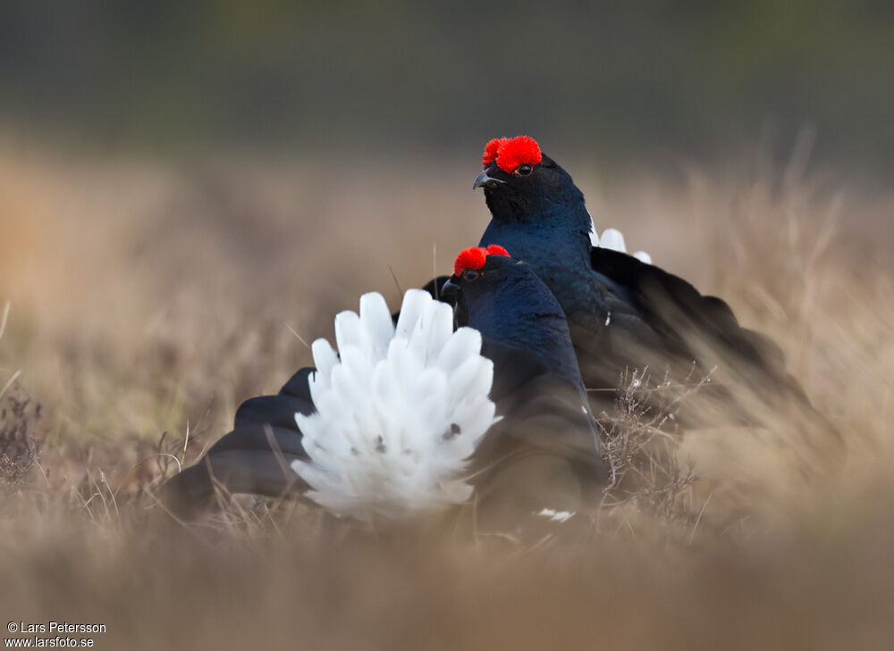 Black Grouse