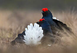 Black Grouse