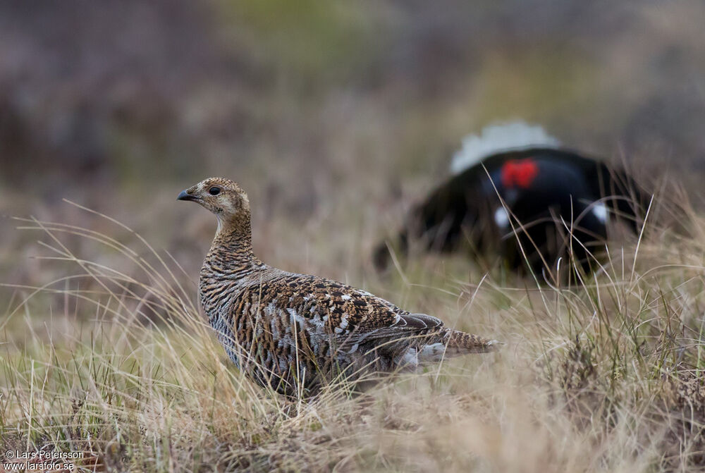 Black Grouse