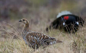 Black Grouse